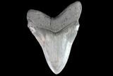 Huge, Fossil Megalodon Tooth - Georgia #90789-2
